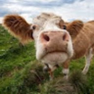 Meet your Posher, Abigail